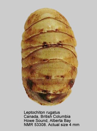Leptochiton rugatus.jpg - Leptochiton rugatus(Carpenter in Pilsbry,1892)